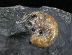 Three Craspedodiscus Ammonites In Association #28344-1